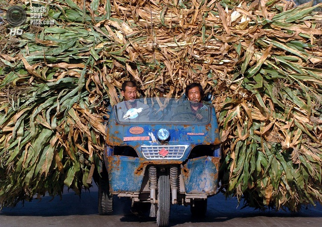 Chinese farmers transport harvested barley at a village in central Shanxi province in this picture taken September 21, 2004. Chinese President Hu Jintao and Premier Wen Jiabao have been calling on government officals to help improve the living standard and incomes of rural residents. Picture taken September 21. REUTERS/China Photos Pictures of the Month September 2004 NO RIGHTS CLEARANCES OR PERMISSIONS ARE REQUIRED FOR THIS IMAGE  ASW/SH - RTRBG7K